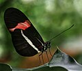 Heliconius melpomene