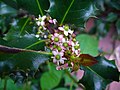 Female flowers