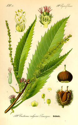 Castanea sativa