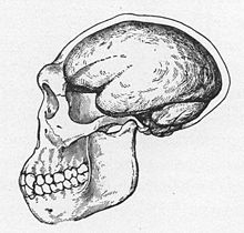 1922 reconstrucción de un cráneo del Hombre de Java, debido a que Trinil 2 era sólo un cráneo, Dubois que creía que el Hombre de Java era transicional entre simios y humanos, dibujó la reconstrucción con una mandíbula similar a la de los simios pero con un cerebro más grande que el de los simios'.