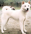 한국어: 진돗개 English: Korea Jindo Dog is a breed of hunting dog known to have originated on Jindo Island.