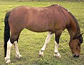 Minimally marked tobiano Lewitzer: Bay base color with white stockings. In the Lewitzer breed only tobianos are used as breeding stallions.