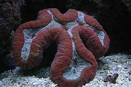 Lobophyllia sp., Lobophylliidae