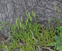 Vaistinis pataisas (Lycopodium clavatum)