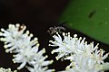 Maianthemum racemosum