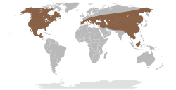 Rango geográfico inferido de Mammut (el rango euroasiático incluye al de Zygolophodon borsoni, cuyo asignación genérica es incierta, y de M. matthewi).