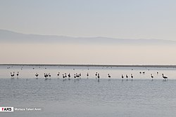 ذخیره‌گاه زیست‌کره میانکاله