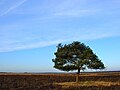 Dwingelderveld (Moordenaarsveen)