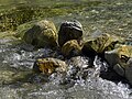 Wasser im Ötscherbach im Naturpark Ötscher-Tormäuer