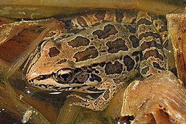 Pickerel frog