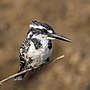 Thumbnail for File:Pied kingfisher (Ceryle rudis leucomelanurus) female.jpg