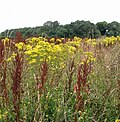 Thumbnail for File:Ragwort and dock in profusion - geograph.org.uk - 5479643.jpg