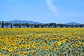 Sunflower field near Castiglione della Pescaia, Maremma