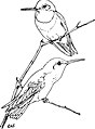 Archilochus colubris Plate 23 in: A Manual of Bird Study