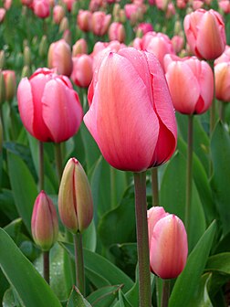 Des tulipes (Tulipa) à Canberra en Australie. (définition réelle 1 200 × 1 600)