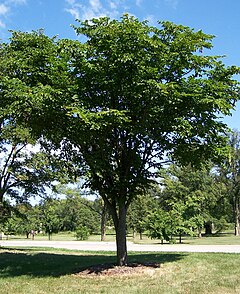 Ulmus laciniata