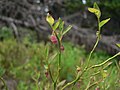 Vaccinium scoparium