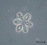 Colonia de Codosiga (Choanoflagellatea)