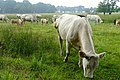 Zondagsbroek (Nationaal Park De Drentsche Aa)