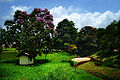 A farm landscape in Peradeniya, Sri Lanka