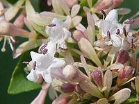 Abelia chinensis Type species