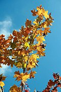 Acer x freemanii Autumn Blaze 5zz.jpg