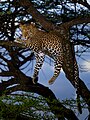 *Nomination A male leopard in Maasai Mara National Reserve, Kenya (by Sumeetmoghe) --Gpkp 06:56, 12 January 2025 (UTC) * Discussion  Oppose Doesn't look good when zoomed in? High noise levels and unnatural sharpening --Горбунова М.С. 07:28, 12 January 2025 (UTC)  Done Thanks for the review. Replacing with source file. --Gpkp 07:54, 12 January 2025 (UTC)  Support I like it, Good quality --Tzim78 12:05, 12 January 2025 (UTC)