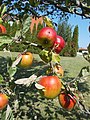 Árbol de manzana en Marcali, Somogy