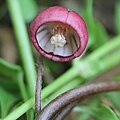 Květ kopytníku Asarum caulescens