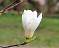 Magnolienhain in Aschaffenburg im Frühjahr 2020