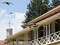 Birds over North Nicosia