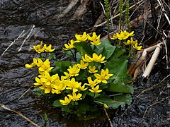 Caltha palustris 126698530.jpg