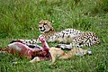 El guepardo ha matado un impala y comido parte. Ahora está digiriendo.