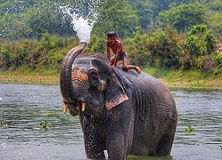 चितवन राष्ट्रिय निकुञ्ज- हात्ती संग मज्जा करैत बालक