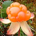 Rubus chamaemorus