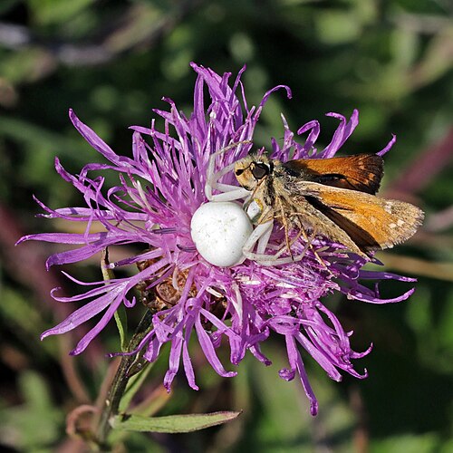 Цветочный паук (Misumena vatia) с добычей, толстоголовкой запятой (Hesperia comma) на цветке василька лугового (Centaurea jacea)