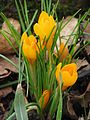 Crocus gargaricus (F)