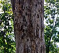 Bark, adult tree, Banyumas