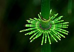 Equisetum pratense en el Jardín Botánico Nacional de Bélgica.