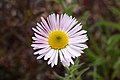 Erigeron peregrinus