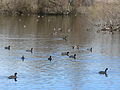 Main pond with Fulica americana, etc.