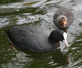 Koter (Fulica atra) mè joengsje