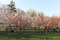 Cireși în Grădina Japoneză din Parcul Herăstrău din București.