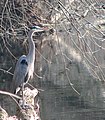 Brandywine River, West Chester, Pennsylvania