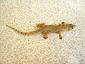 Gekkota/Gekkonidae (Nikwata Hemidactylus mabouia)