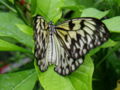 Paper Kite butterfly