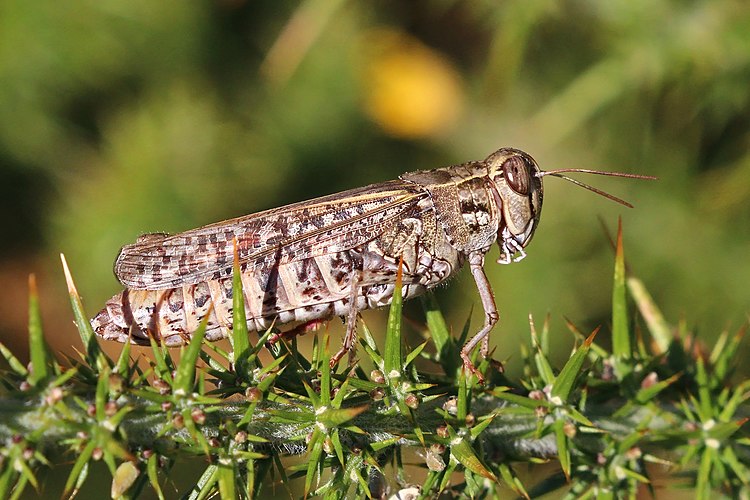 Самка итальянской саранчи (Calliptamus italicus)