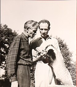 Kollányi Ágoston (balra), Szigethy Kálmán (jobbra) Totya borzzal, az Örök megújulás című magyar természetfilm forgatásán, Gödöllö filmtelep, 1965