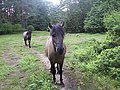 A konik horse in the Stobnica Research Station of the Farm Academy of Poznan, Poland
