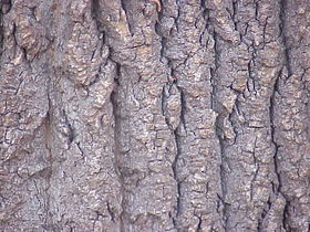 Bark of a tuliptree (Liriodendron tulipifera)